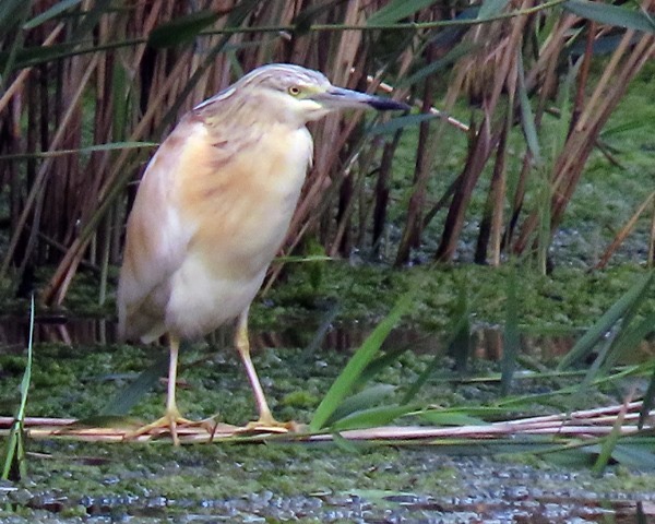 Squacco Heron