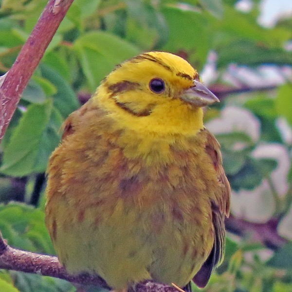 Yellowhammer