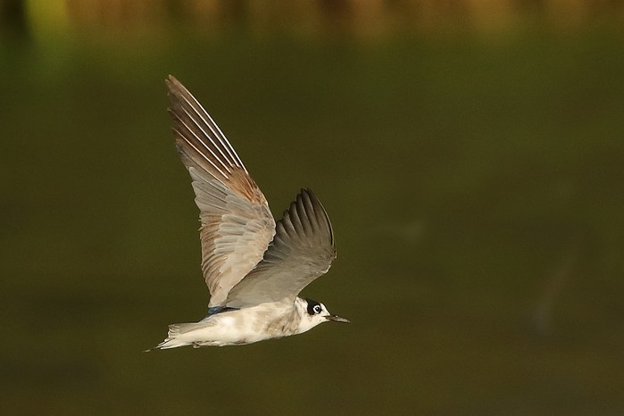 Black Tern