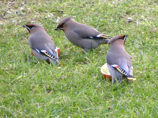 Waxwing