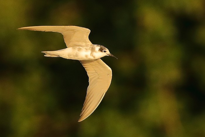 Black Tern