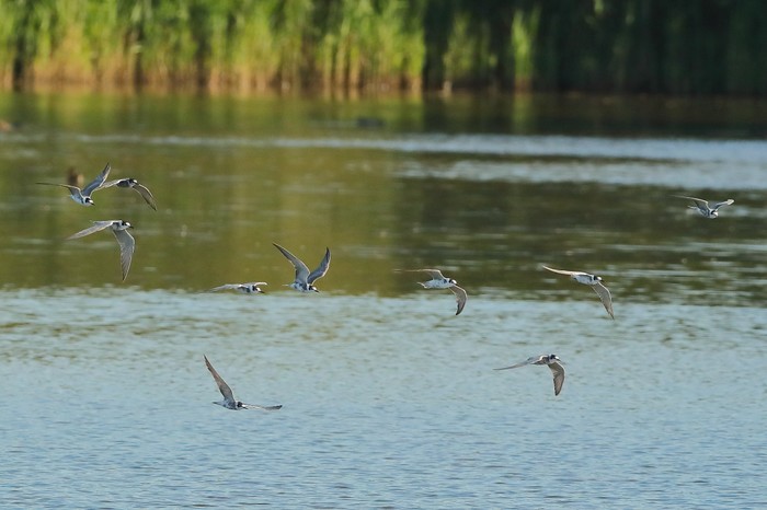 Black Tern