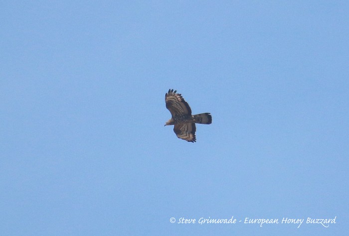 Honey Buzzard