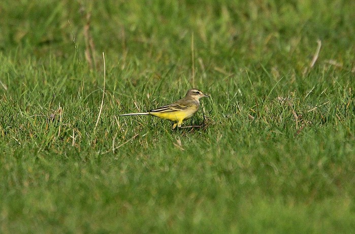 Yellow Wagtail