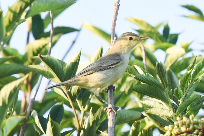 Icterine Warbler