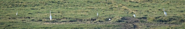 Great White Egret