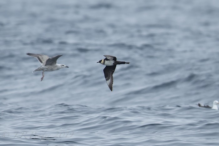 Pomarine Skua