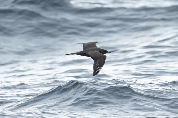 Arctic Skua