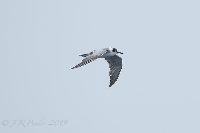 Black Tern