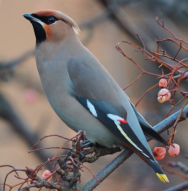 Waxwing