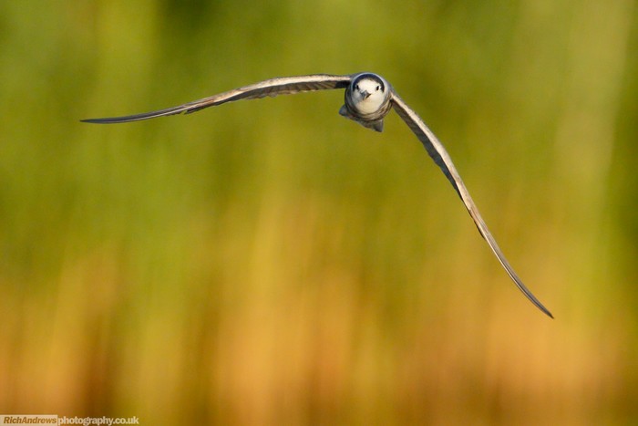 Black Tern