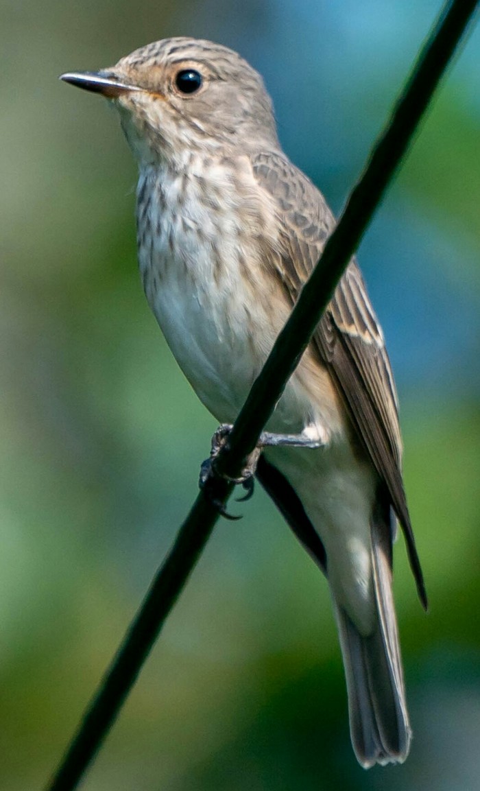 Spotted Flycatcher