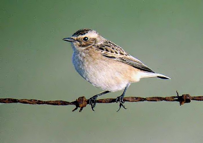Whinchat