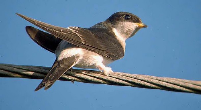 House Martin