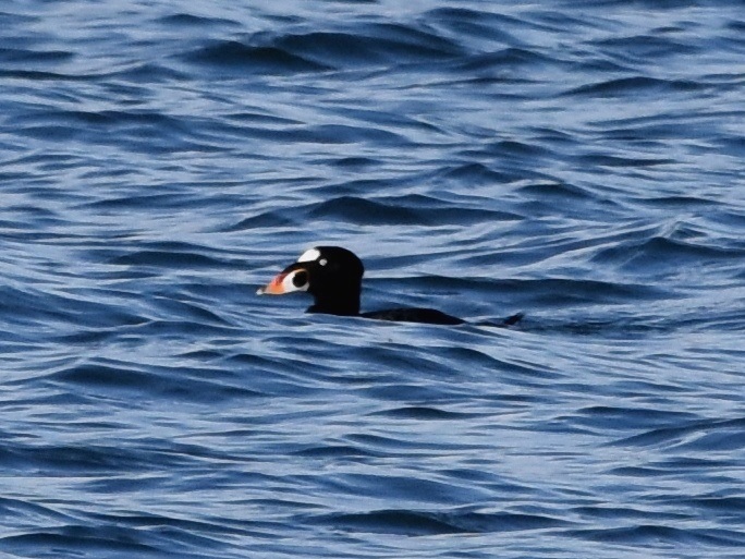 Surf Scoter