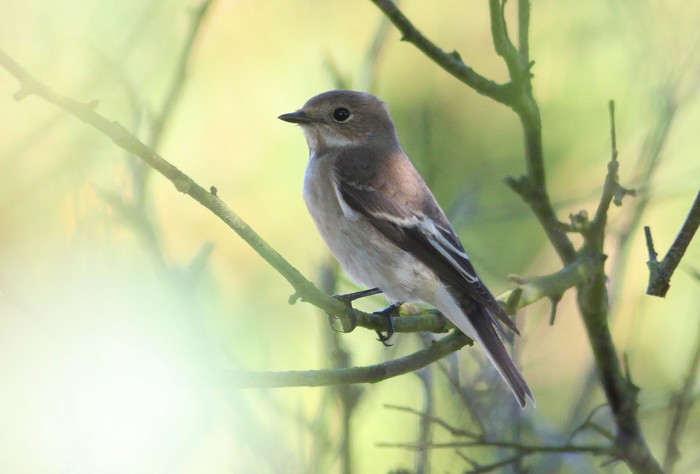 Pied Flycatcher