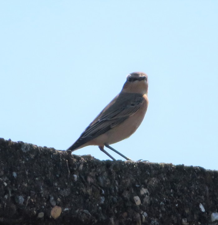 wheatear
