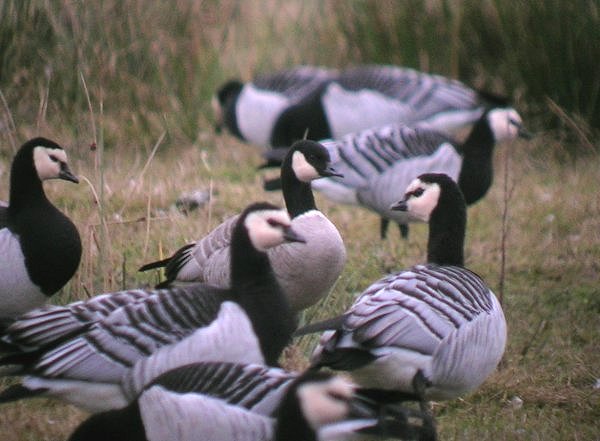 Richardson's Canada Goose
