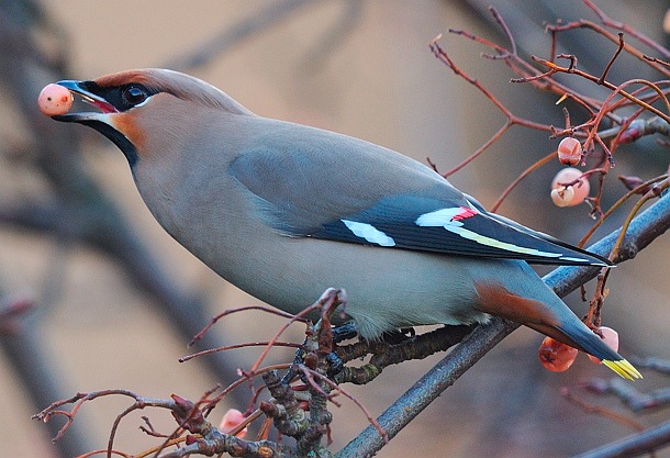 Waxwing