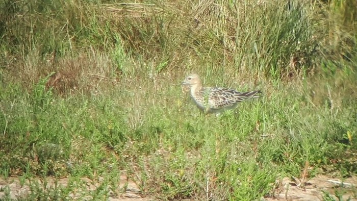 Buff-breasted Sandpiper