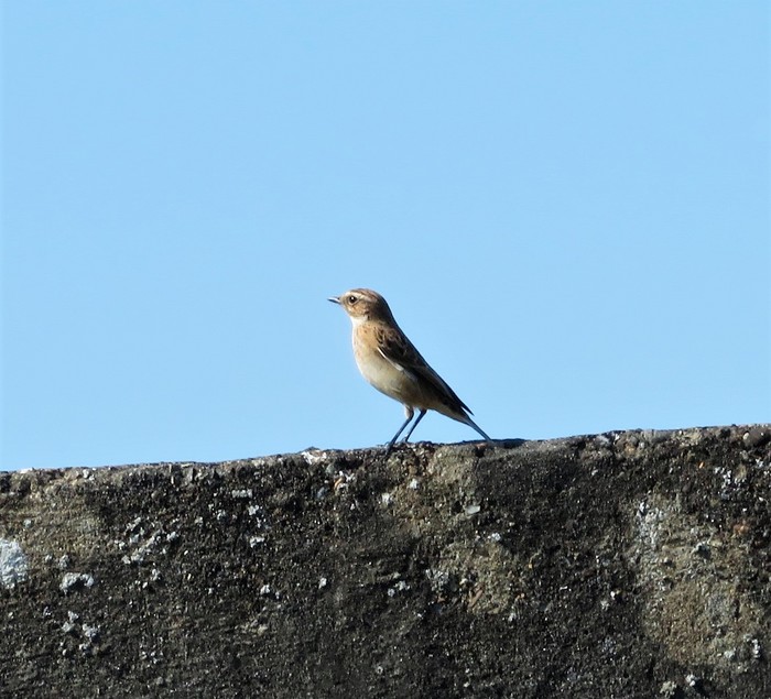 wheatear