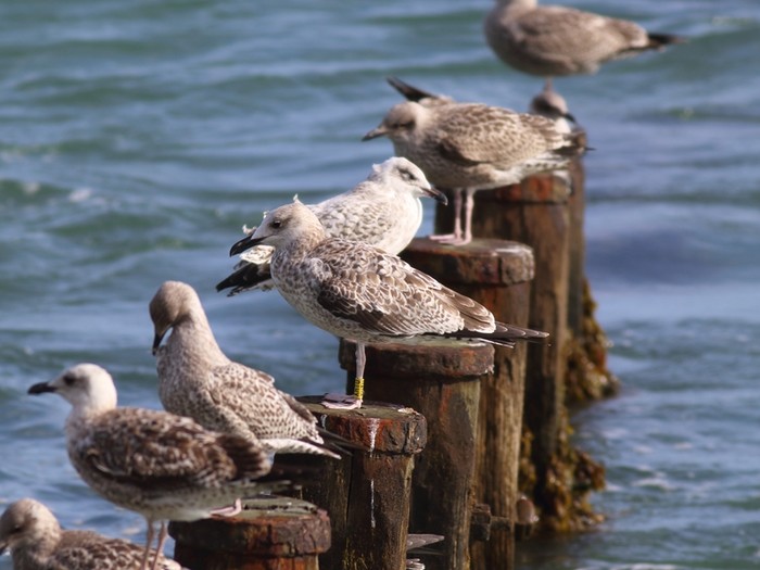 Caspian Gull