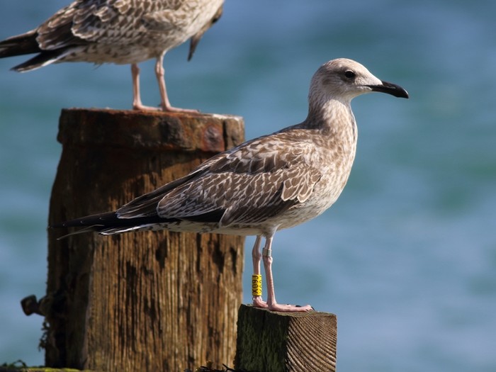 Caspian Gull