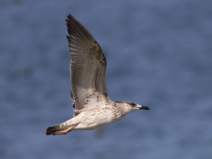 Caspian Gull