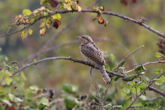 Wryneck