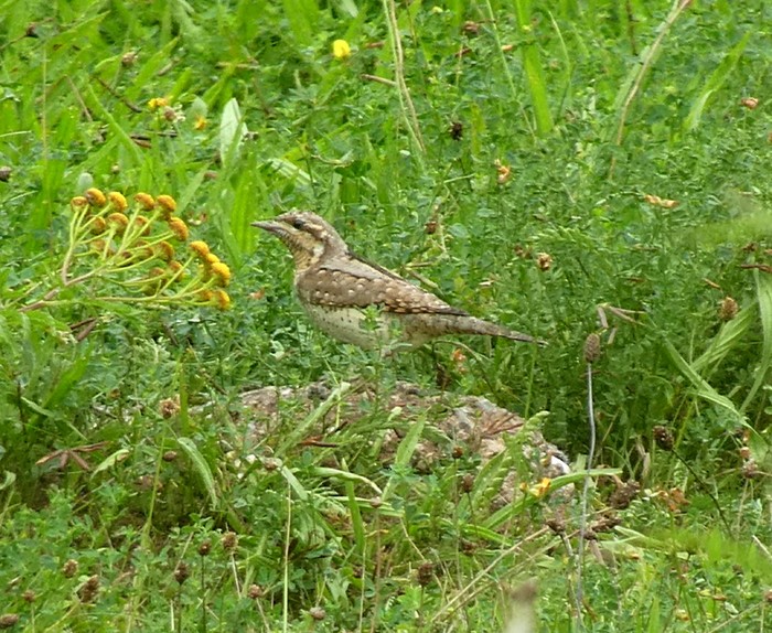 Wryneck