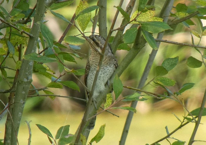 Wryneck
