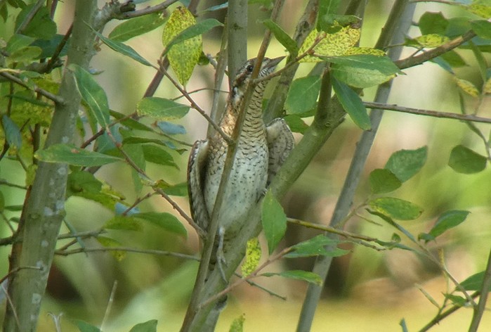 Wryneck