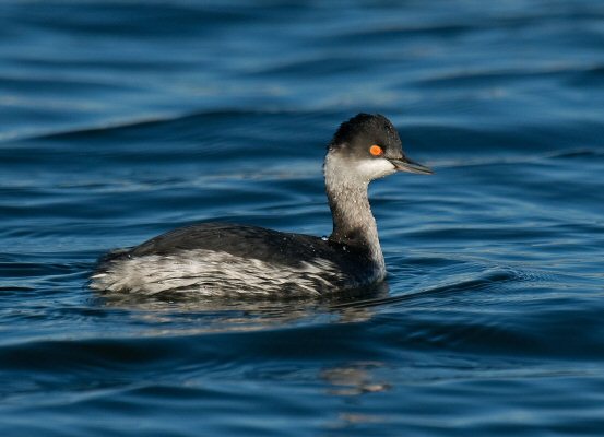 Black-necked Grebe