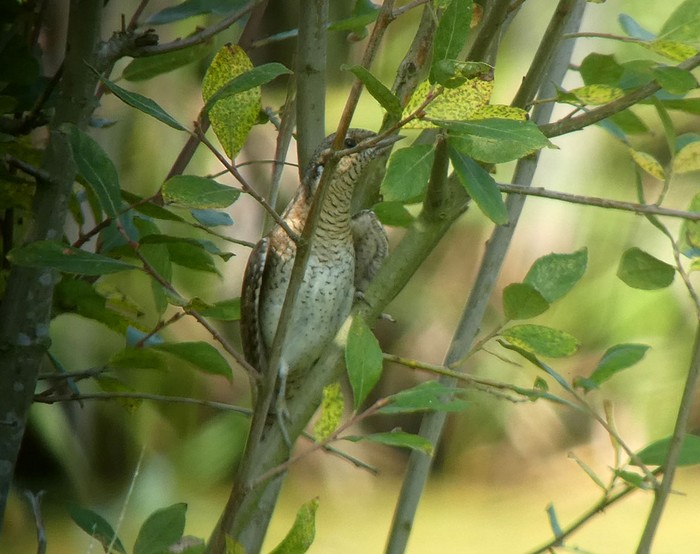 Wryneck