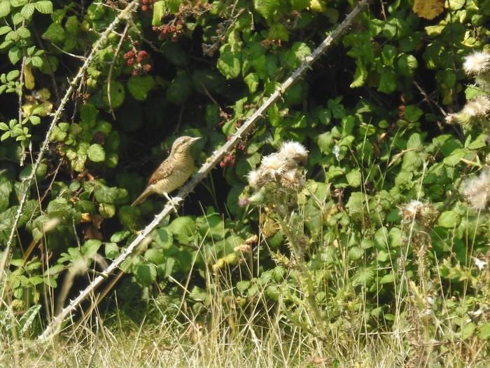Wryneck