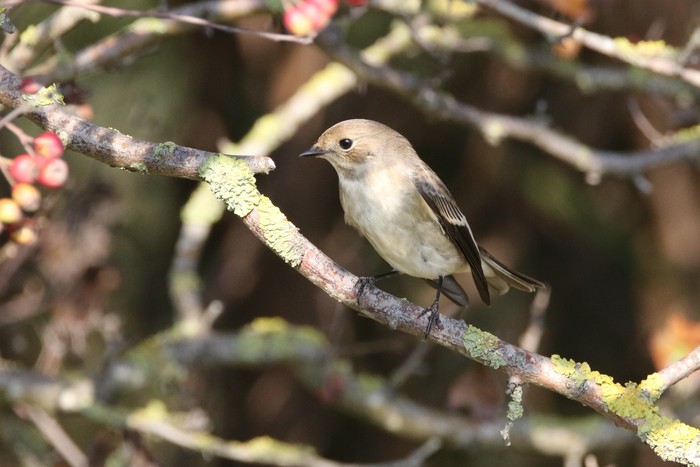 Pied Flycatcher