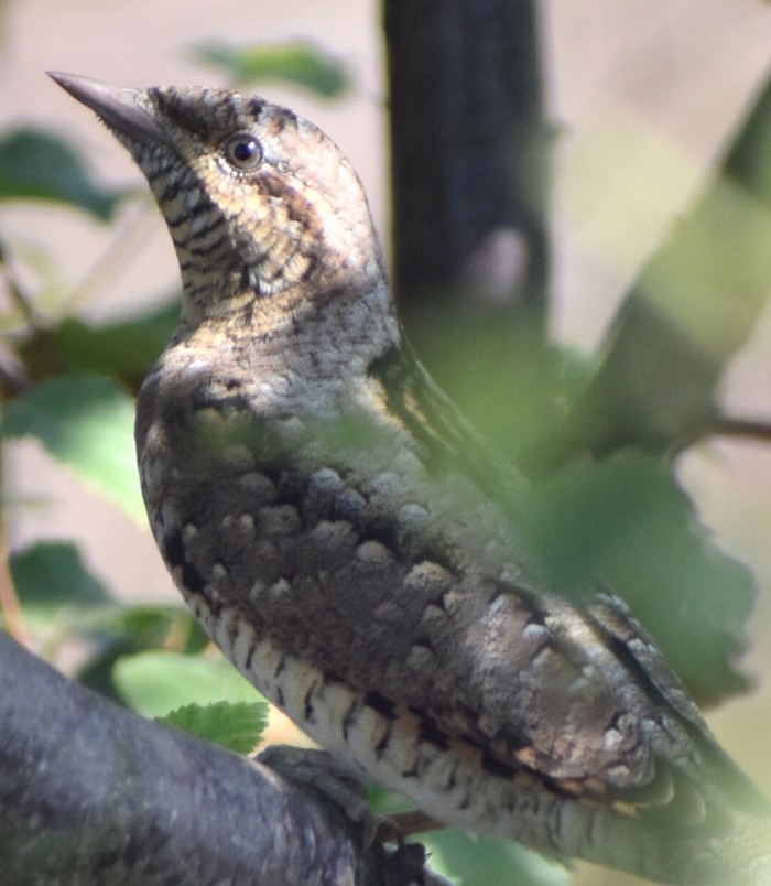 Wryneck