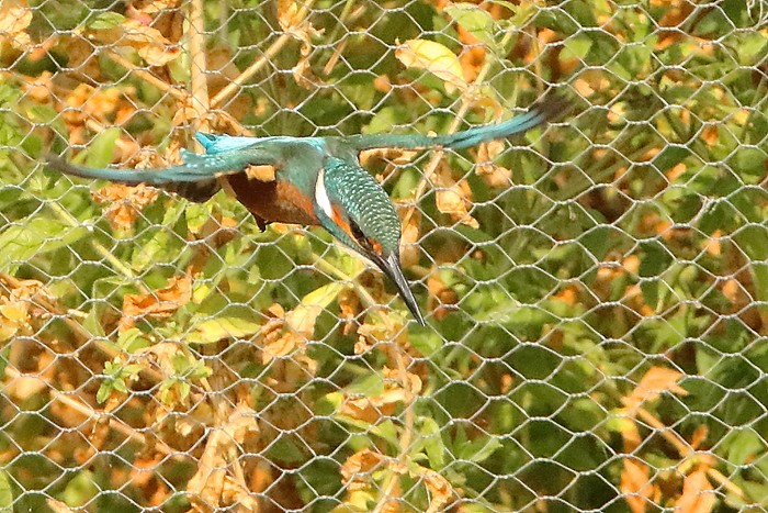 Kingfisher