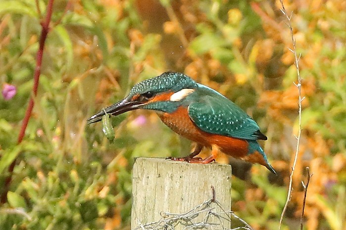 Kingfisher