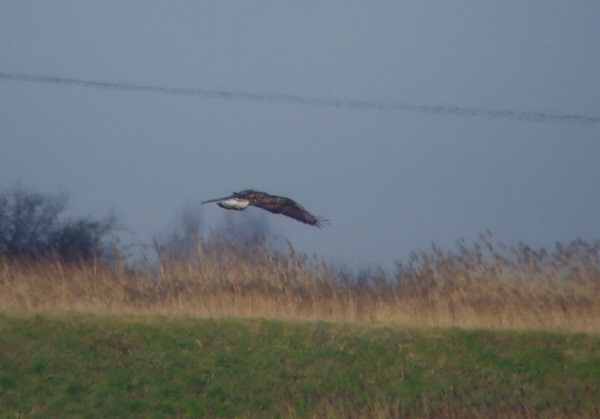 Rough-legged Buzzard