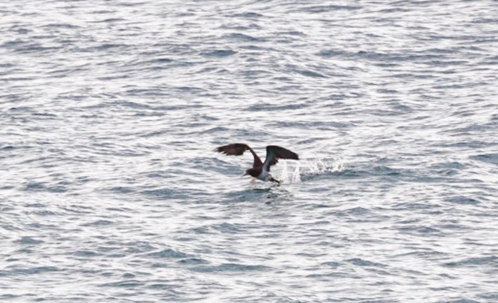 Brown Booby