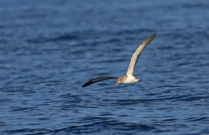 Cory's Shearwater