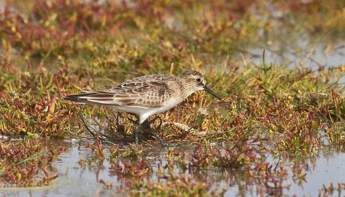 Baird's Sandpiper