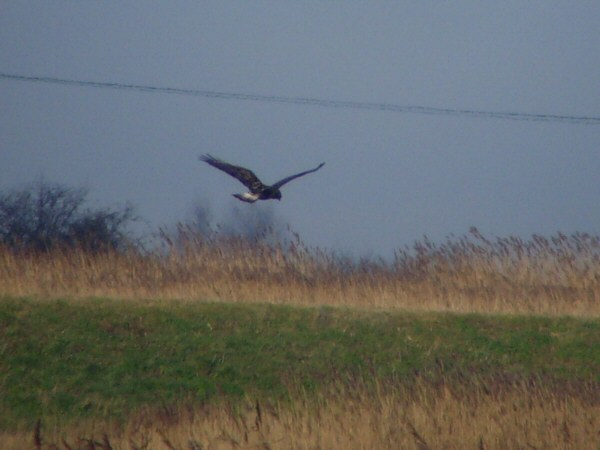 Rough-legged Buzzard