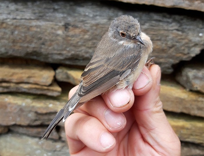 Subalpine Warbler