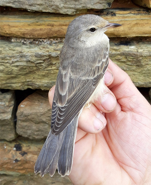 Barred Warbler