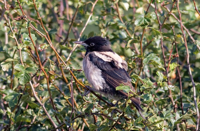Rose-coloured Starling