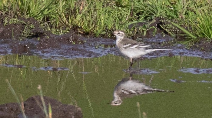 Citrine Wagtail
