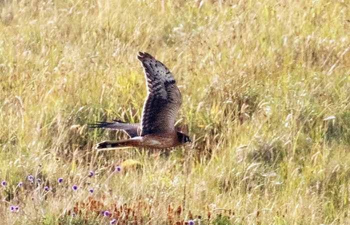 Pallid Harrier