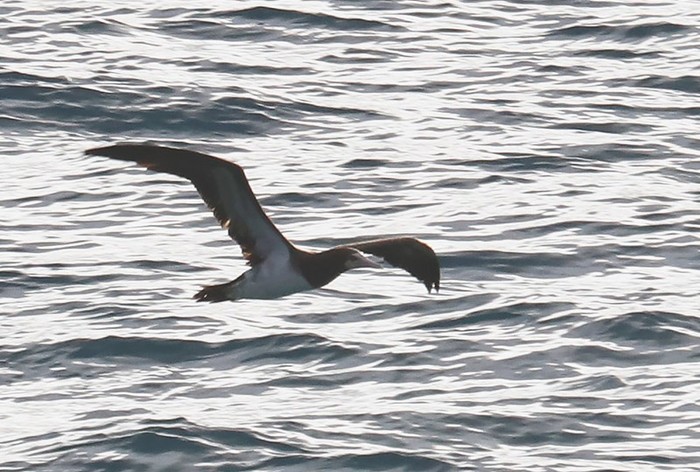 Brown Booby